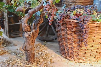 Vine, Basket filled with Grapes