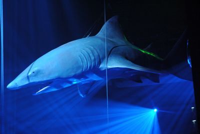 Shark, a Great-White,  life-size