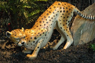 Cheetah, life-size