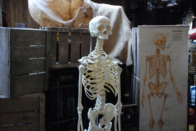 Skeleton Medical