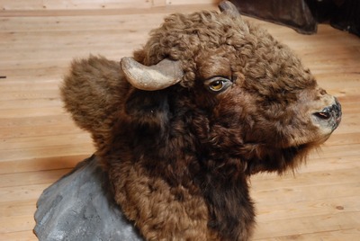 Bison, Buffalo, head