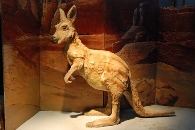 Kangaroo, life-size