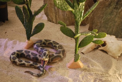 Snake, Python, life-size