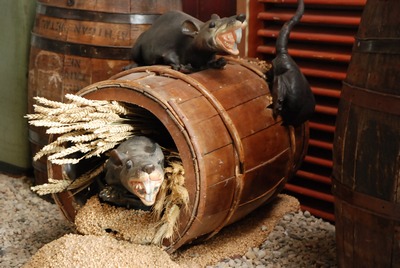 Rats on a Barrel  220v