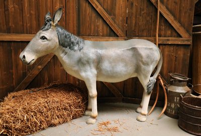 Mule, donkey,