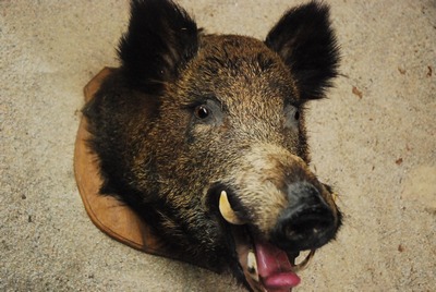 Wild Boar, Head, stuffed