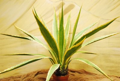 Agave, XL (green/yellow)