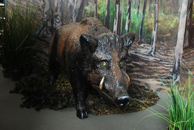 Wild boar, life-size