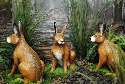 Hare sitting-down , life-size