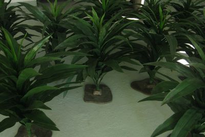 Jungle Leafplant Green