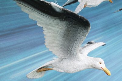 Seagull Soaring