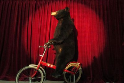 Brown Bear ,stuffed, on a Bike