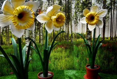 Giant Daffodil , Narcissus , XL