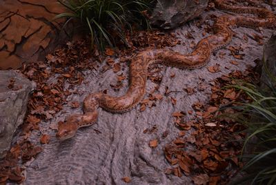 Snake ,  Anaconda