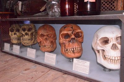 Evolution , five Craniums in showcase