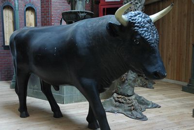 Bull, black, life-size