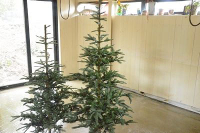 Green Christmastree, Spruce