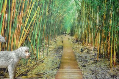 Screen, Bamboo Forest,  Photo-print