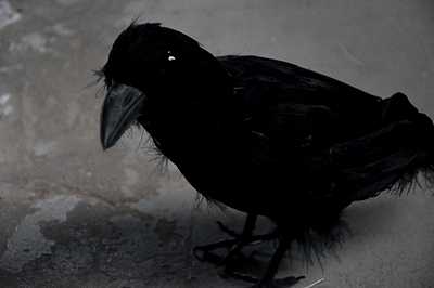 sale Crow