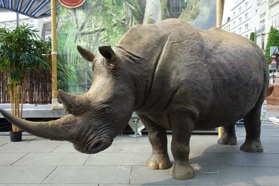 Rhino, African, life-size