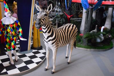 Zebra, real stuffed animal