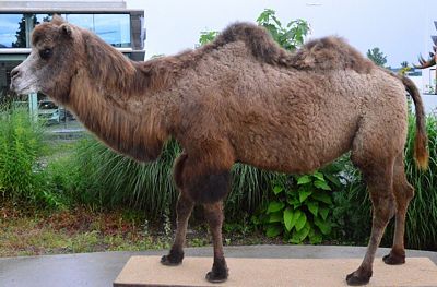 Camel, real stuffed and life-size