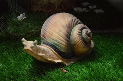 Snail Medium