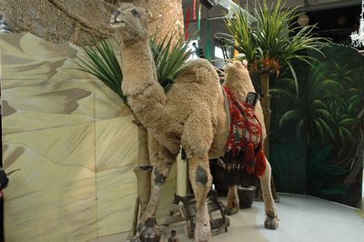 Camel, life-size
