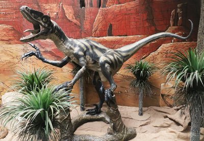 Dinosaur, Velociraptor, (Cretaceous)