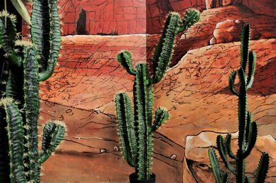 Cactus   Euphorbia M