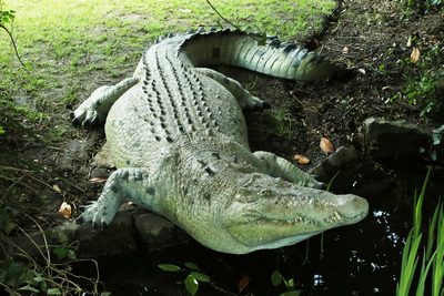 Crocodile, life-size