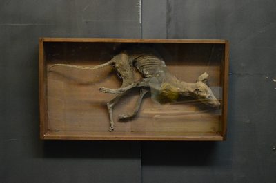 Cadaver of a Dog in a showcase