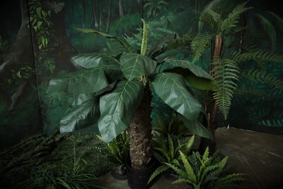 Anthurium  Leafplant  Large