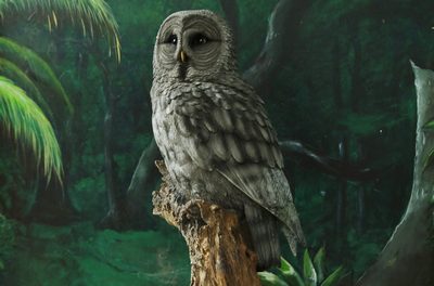 Great Grey Owl on a branche