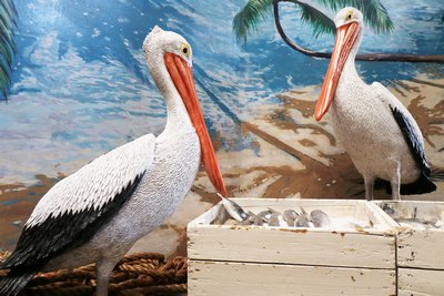Pelican  Standing up right