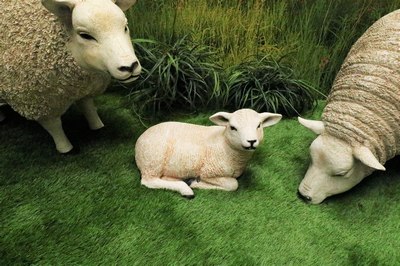 Lamb, Small Sheep