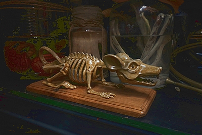 Skeleton of a Rat  on standard