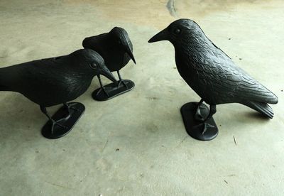 Sale  Raven/Crow