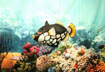 Clown Triggerfish / Bigspotted Triggerfish
