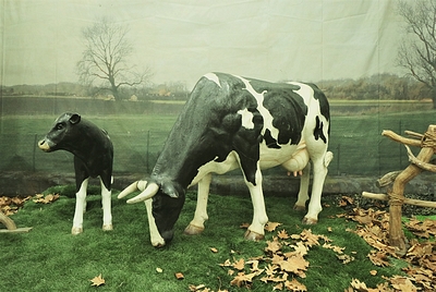 Cow, Grazing, life-size,  black/white
