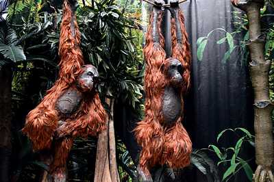 Ape, Orangutan life-size,