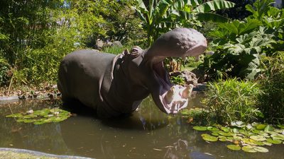 Hippo, life-size