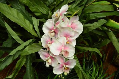 Moth Orchids on a branche